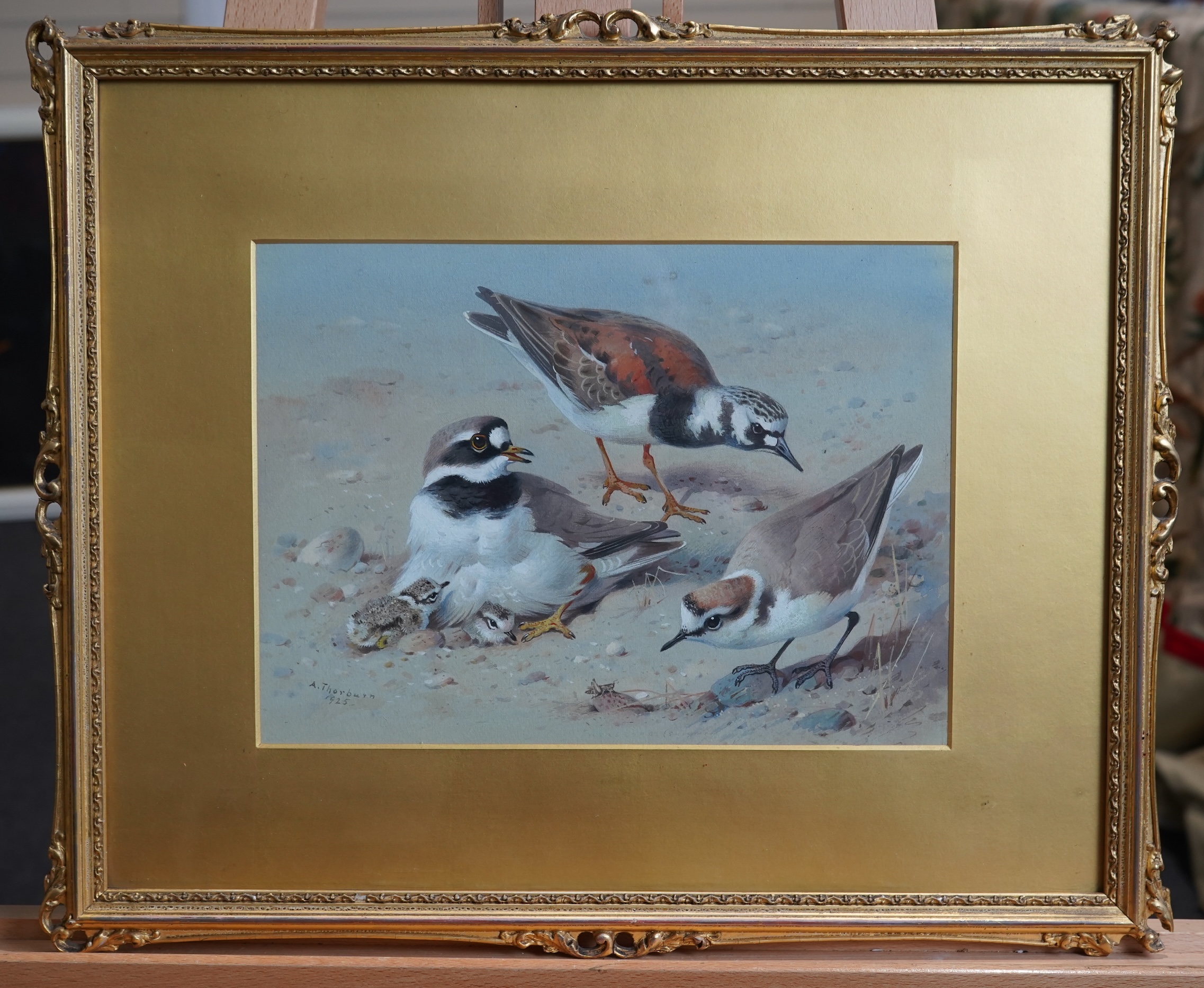 Archibald Thorburn, 1860-1935, 'Study of Ringed Plover and chicks, Turnstone and Kentish Plover'